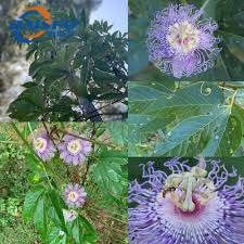 100% naturals plant extract ration 10:1 brown powder Passion Flower Extract use in food and medicine
