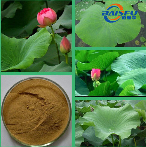 Baisfu Plant Powder Brown Lotus Leaf P.E. Selling Well In Europe And America Market for cosmetics