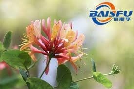 Baisfu Best selling plant extract powder Honeysuckle flower Extract powder used in food additive