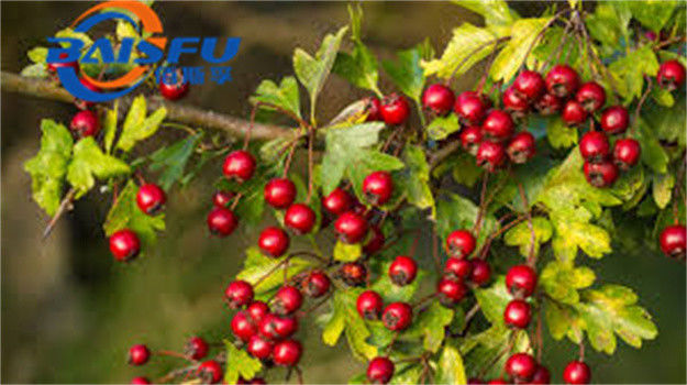 Shaanxi Baisfu plant extract Red Brown Powder 98%Through 80 mesh Vitexin Food Grade