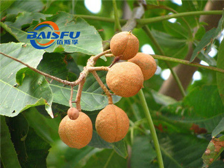 Baisfu Brown Powder ISO Manufacturer Supply Natural Organic Sodium Aescinate 98% Sodium Aescinate CAS 20977-05-3