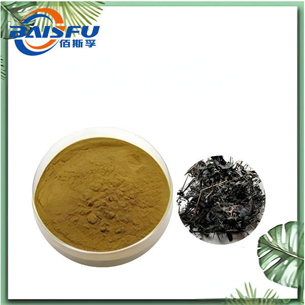 Gynostemma Pentaphylla Jiaogulan Tea / Powder with 100% Natural Ingredients and 98% Spec