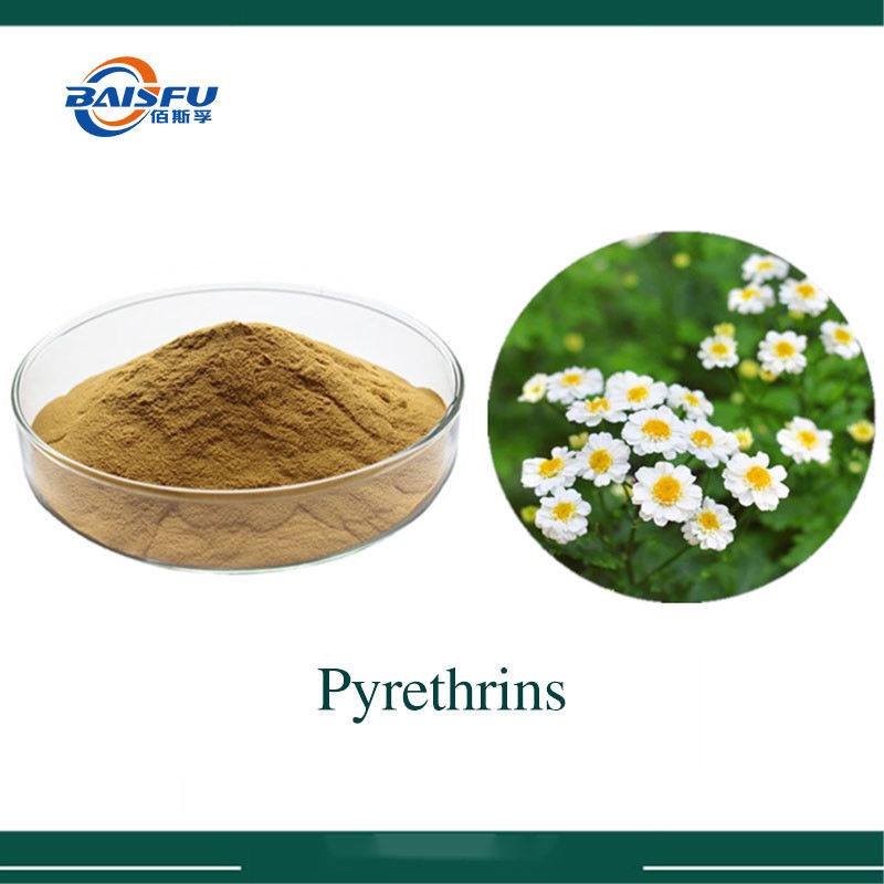 Baisifu Professional Supply Pyrethrum Extract Pyrethrum Pyrethrin Pyrethrins 1% Cas: 8003-34-7 Brown Powder For Biocide