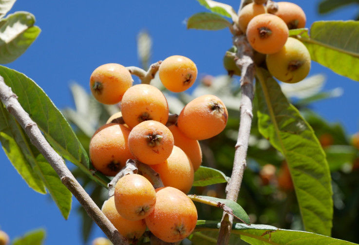 100% Chuanbei Loquat Flavor Natural Fresh Fruit Juice Concentrate Flavoring Instock